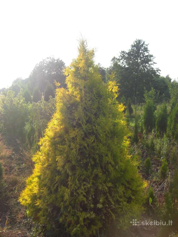 Tujos Yellow Ribbon - ryškiaspalvėms gyvatvorėms - nuotraukos Nr. 5