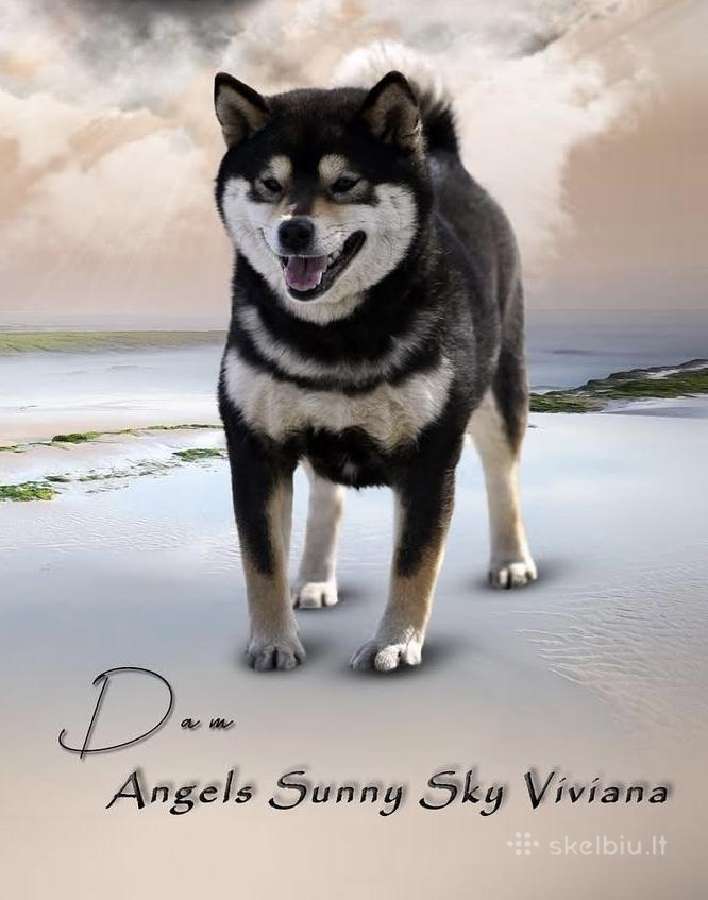 Shiba inu šuniukai “Imperatoriska svaja'' - nuotraukos Nr. 3