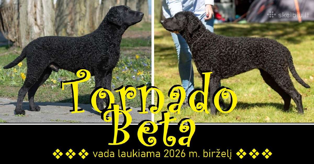 Naujienos! Tornado Beta Garbanoti retriveriai