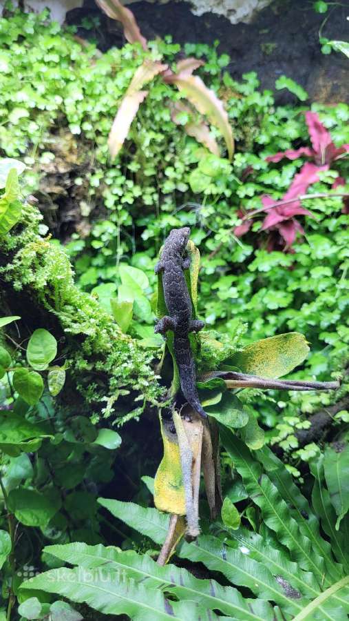 Mourning Gecko - Lepidodactylus lugubris