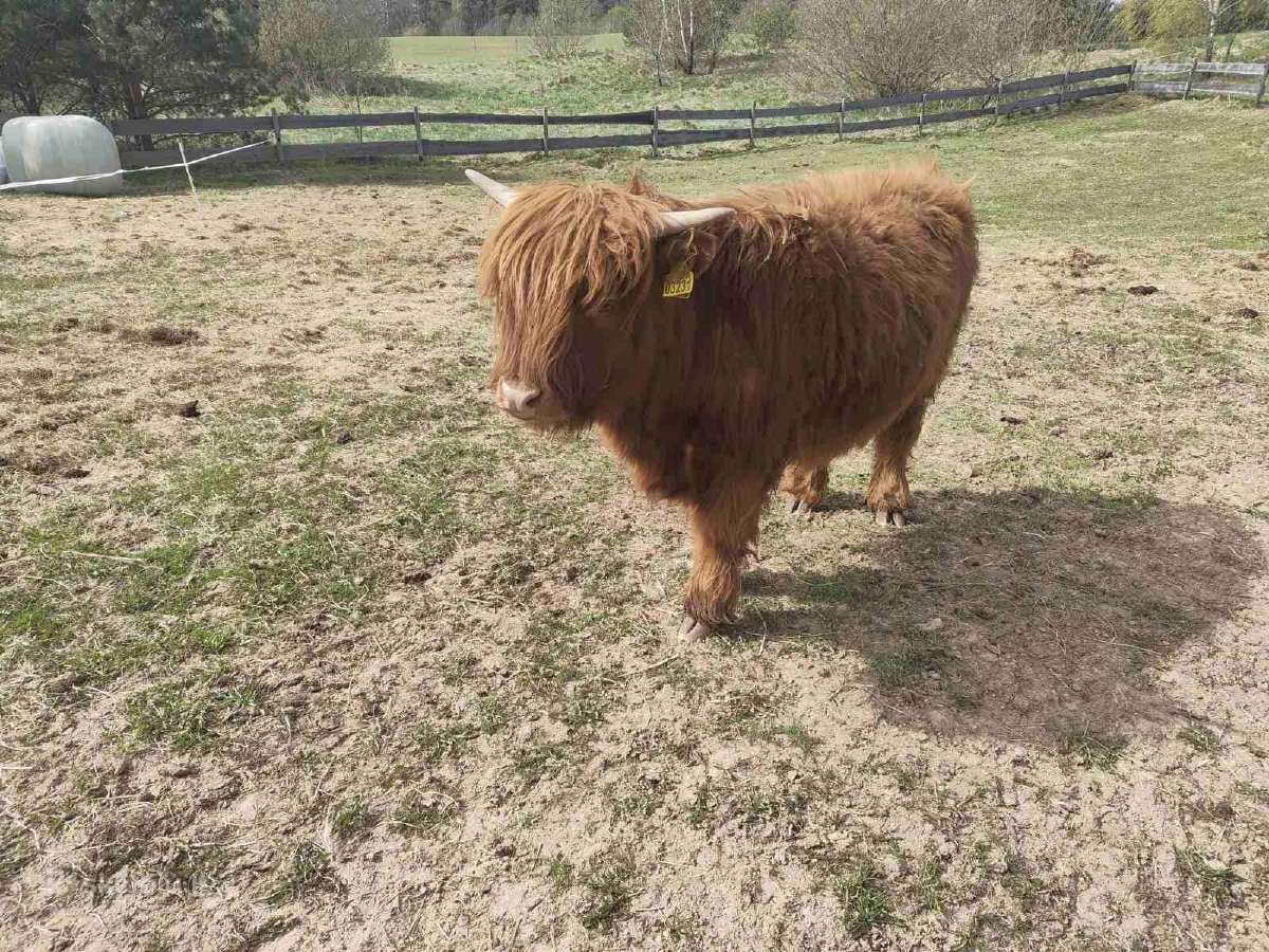 Parduodama Highland veislės telytė