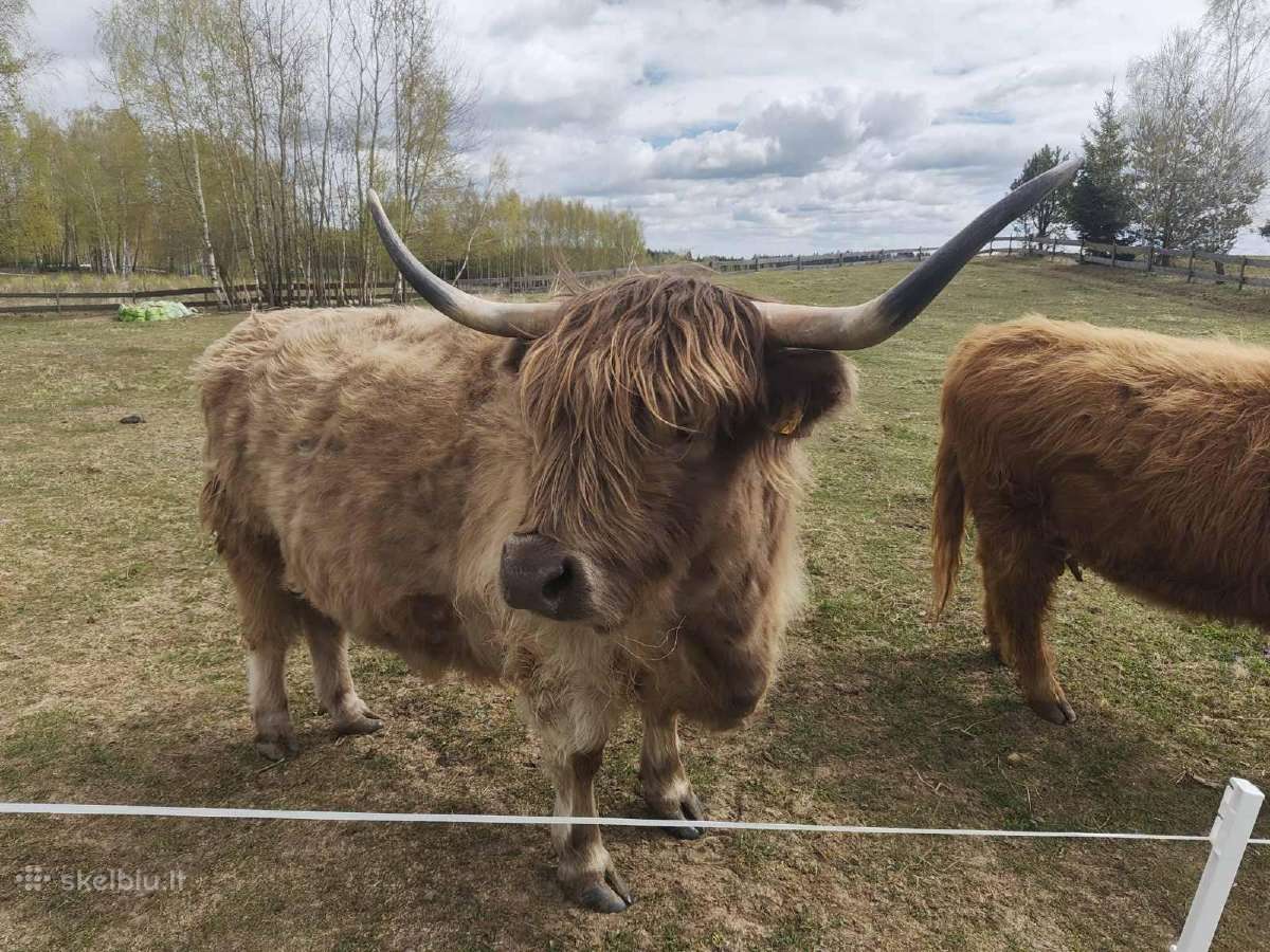 Parduodamos dvi Highland veislės karvės