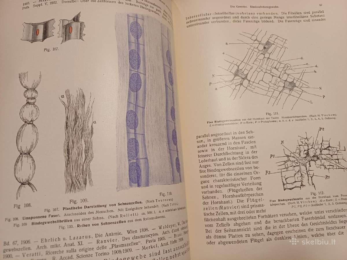 Parduodu knyga,žmogaus anatomijos vadovėlis,1911 - nuotraukos Nr. 2