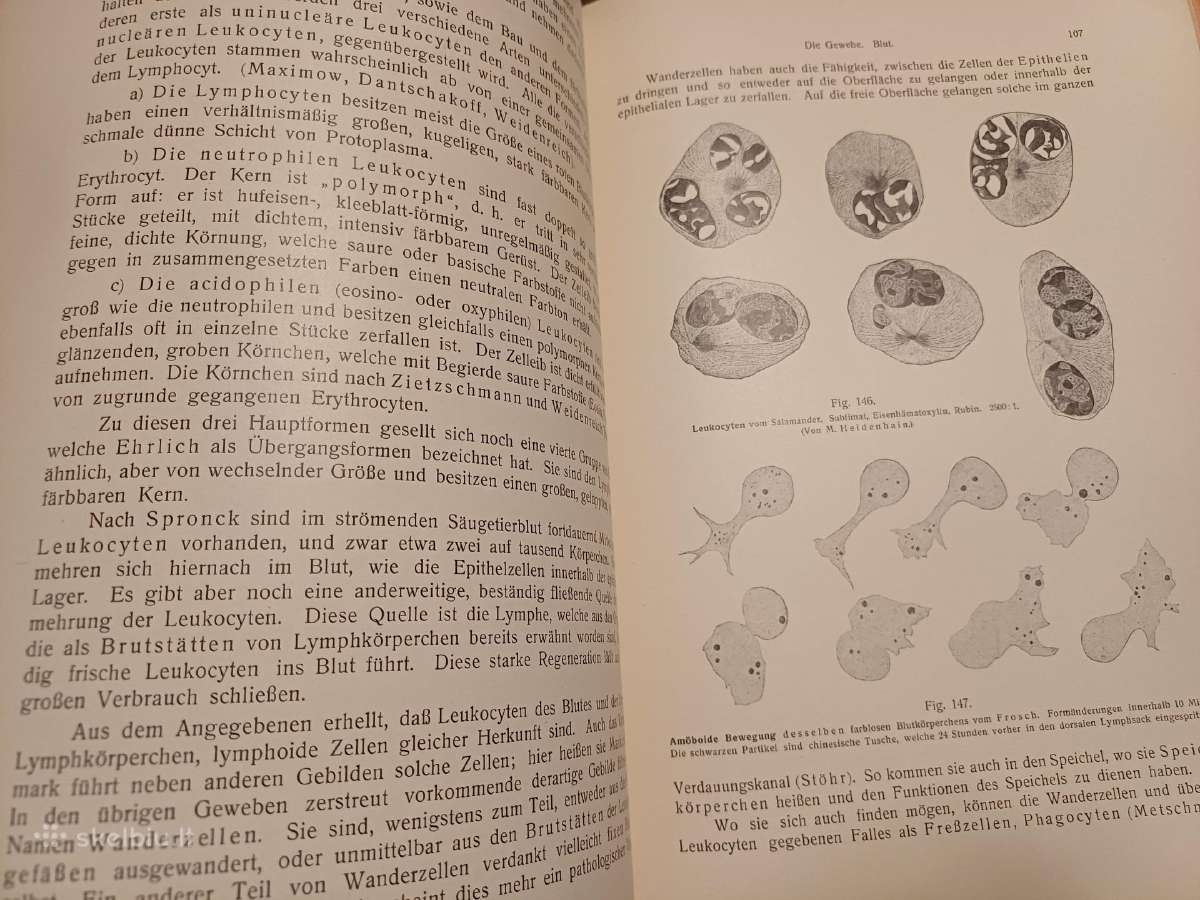 Parduodu knyga,žmogaus anatomijos vadovėlis,1911 - nuotraukos Nr. 10