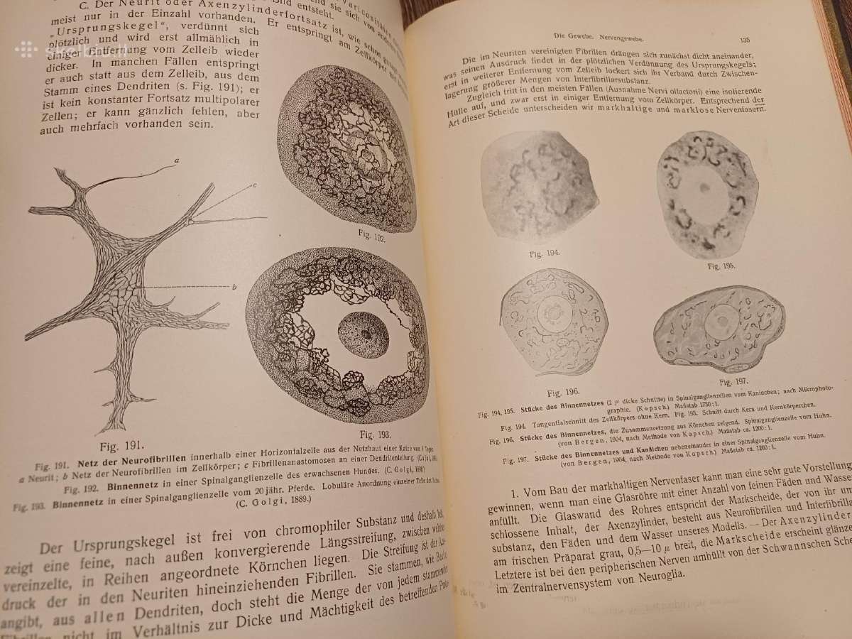 Parduodu knyga,žmogaus anatomijos vadovėlis,1911 - nuotraukos Nr. 16