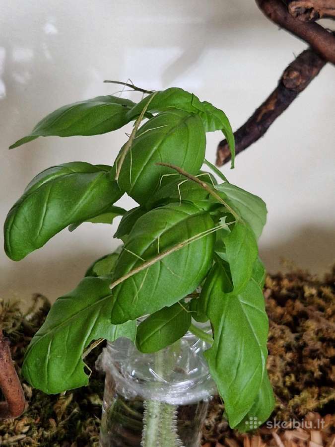 Terariumas 40x50x30 su viskuo 25eur