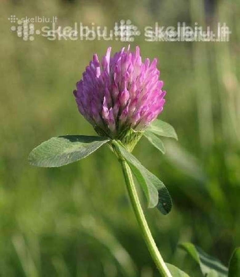 Dobilai, liucerna, motiejukai, svidre, eraicinai