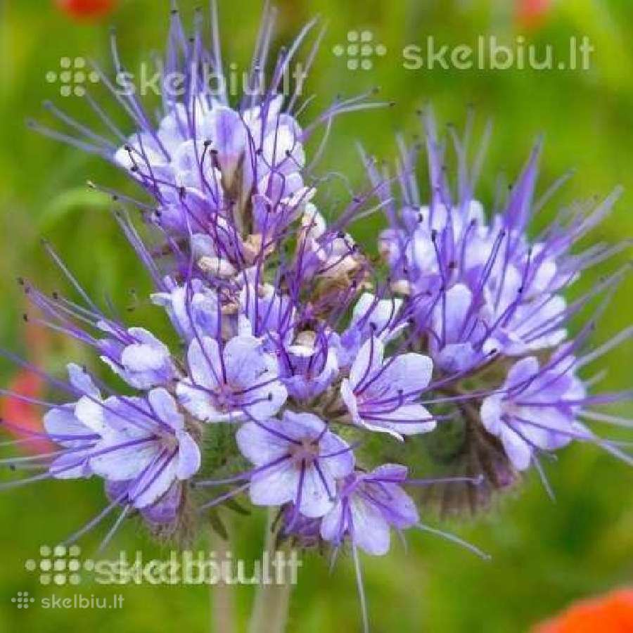 Facelija, barkunas, garstycios, ridikai, dobilai