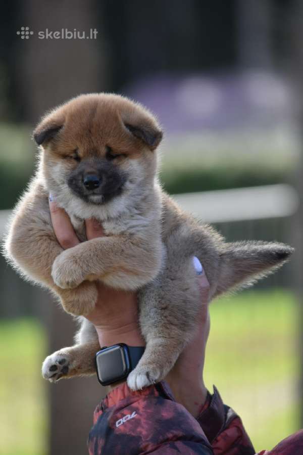 Shiba inu šuniukai “Imperatoriska svaja''
