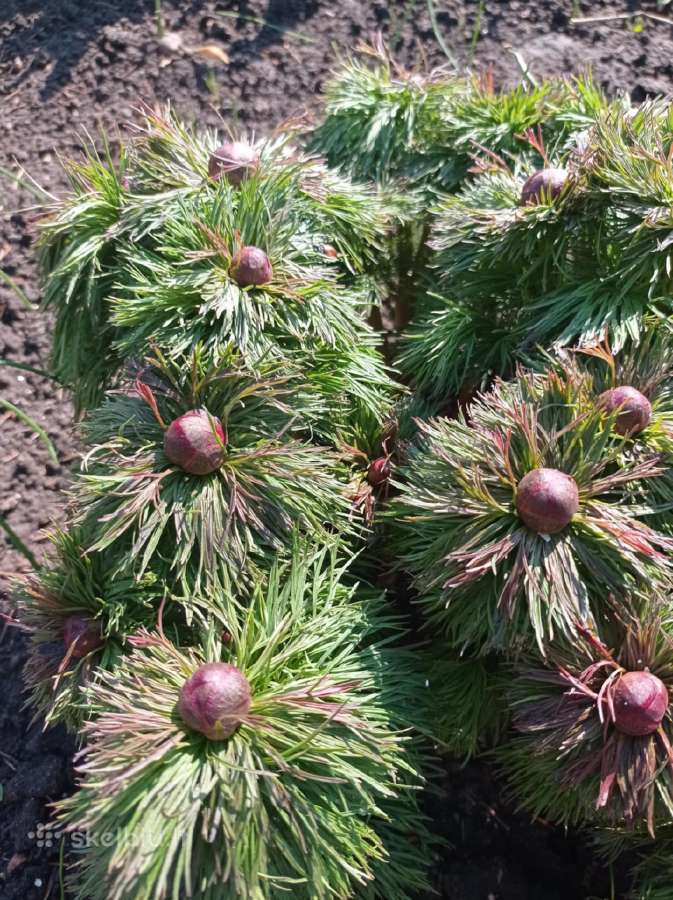 Parduodu pinavijas krapines, alijošių, bijūnus - nuotraukos Nr. 4