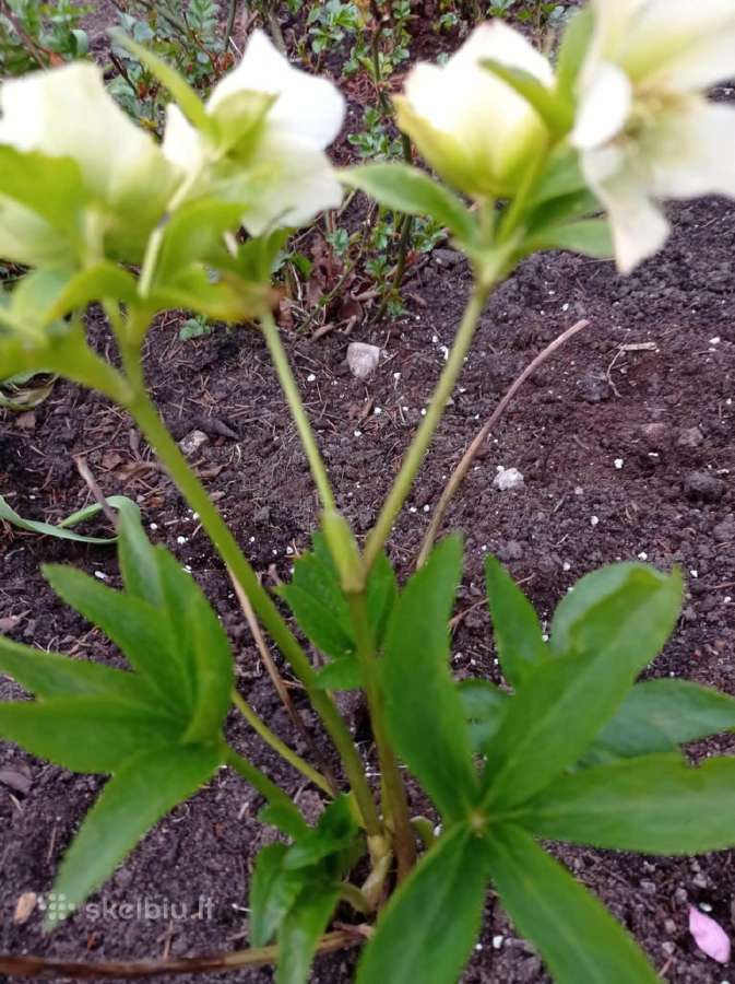 Parduodu pinavijas krapines, alijošių, bijūnus - nuotraukos Nr. 8
