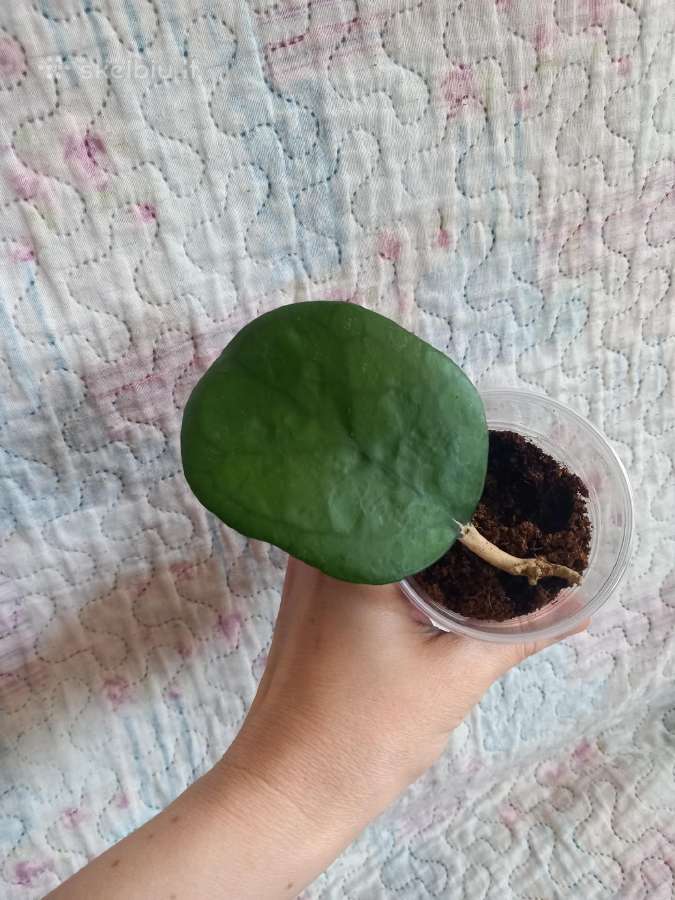 Hoya Ricardo