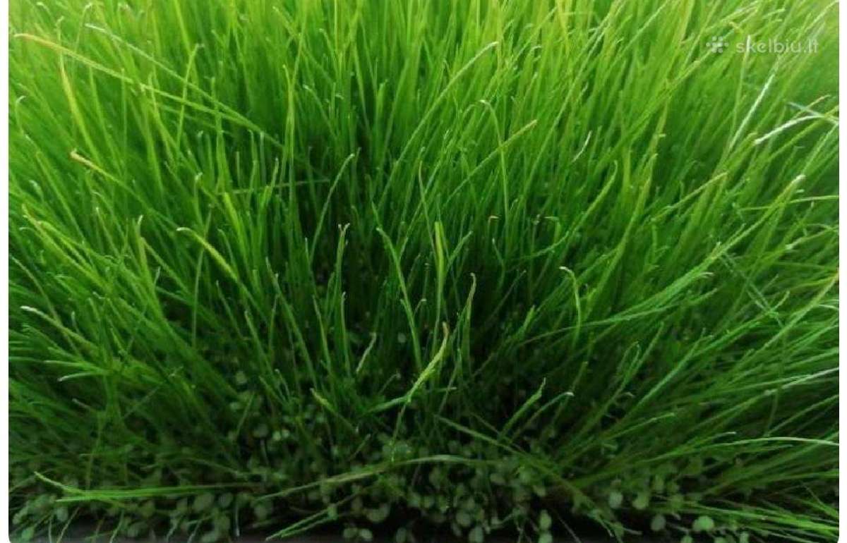 Daugiamečių žolių sėklų mišinys 6 žolių