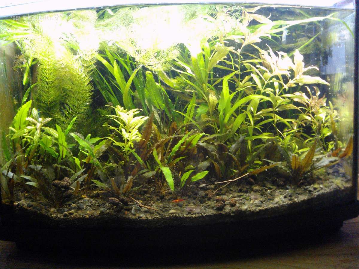 Akvariumai 45l ir 54l - nuotraukos Nr. 4