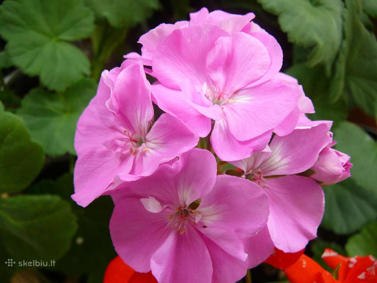 Pelargonijos - didelis pasirinkimas - nuotraukos Nr. 7