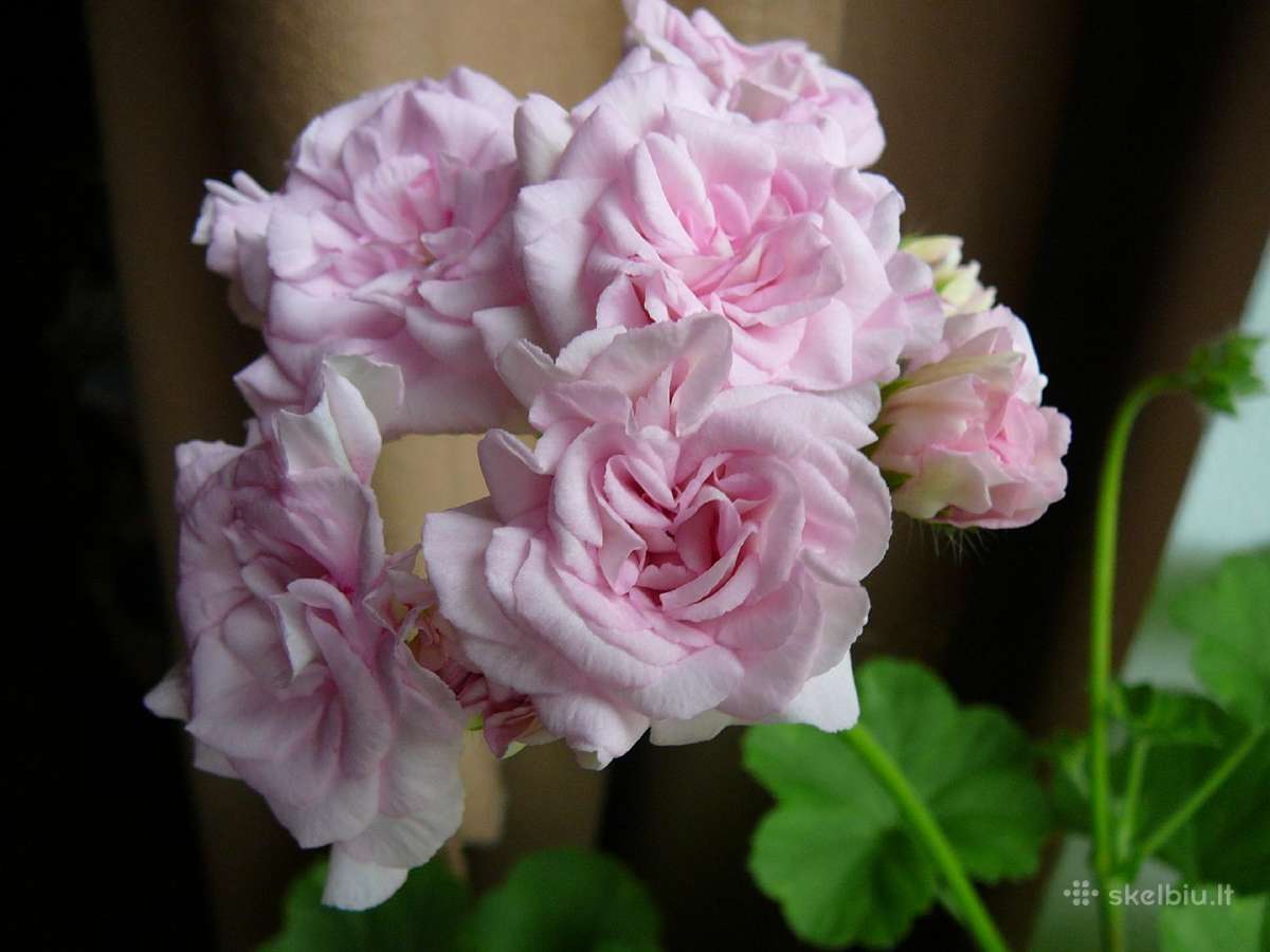 Pelargonijos - didelis pasirinkimas - nuotraukos Nr. 6
