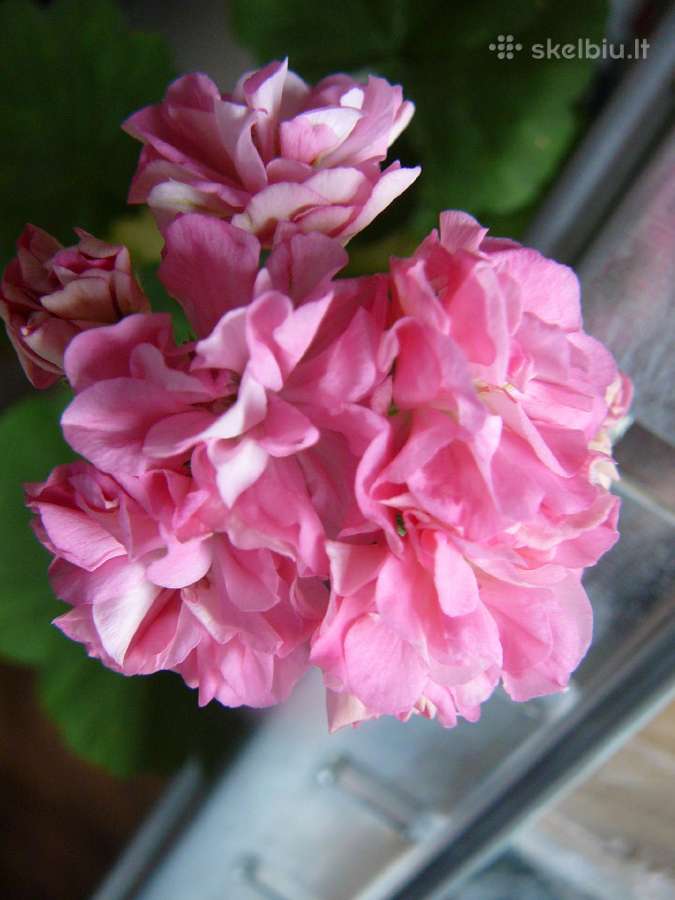 Pelargonijos - didelis pasirinkimas - nuotraukos Nr. 5