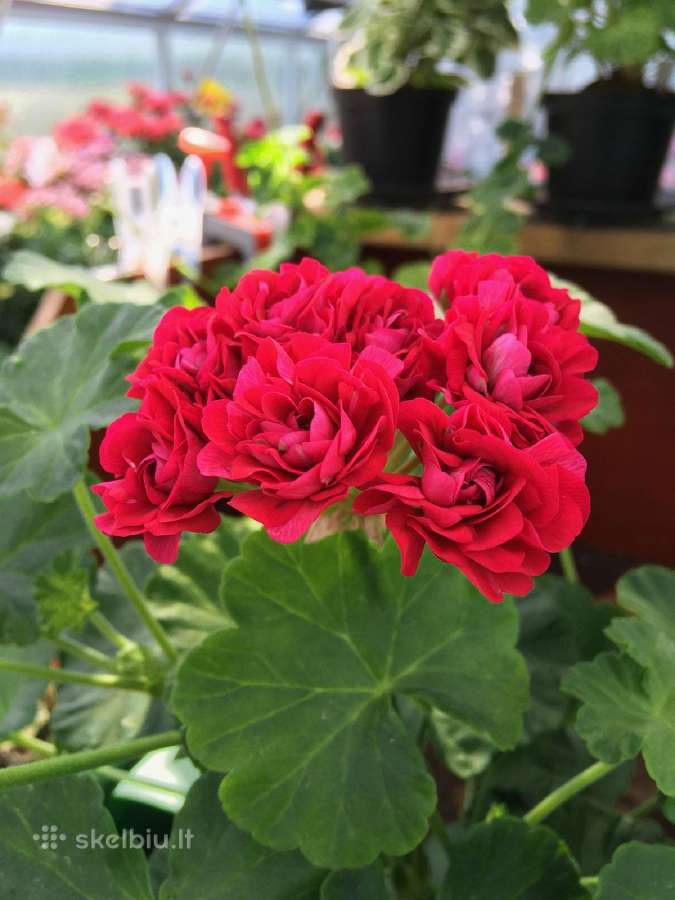 Pelargonijos - didelis pasirinkimas - nuotraukos Nr. 3