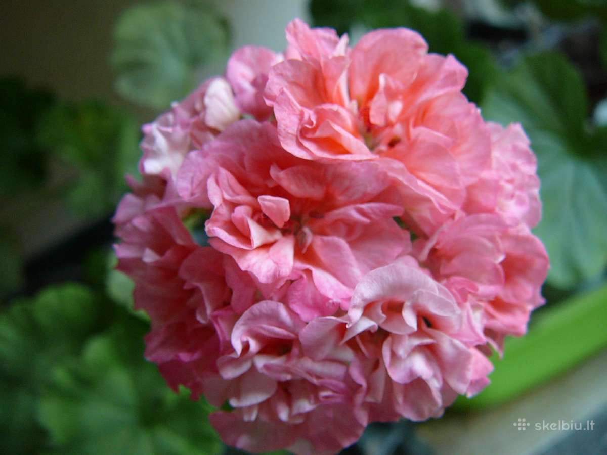 Pelargonijos - didelis pasirinkimas - nuotraukos Nr. 10
