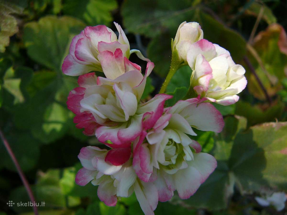 Pelargonijos - didelis pasirinkimas - nuotraukos Nr. 11