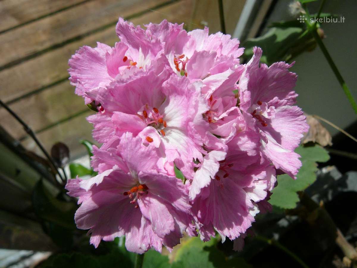 Pelargonijos - didelis pasirinkimas - nuotraukos Nr. 4