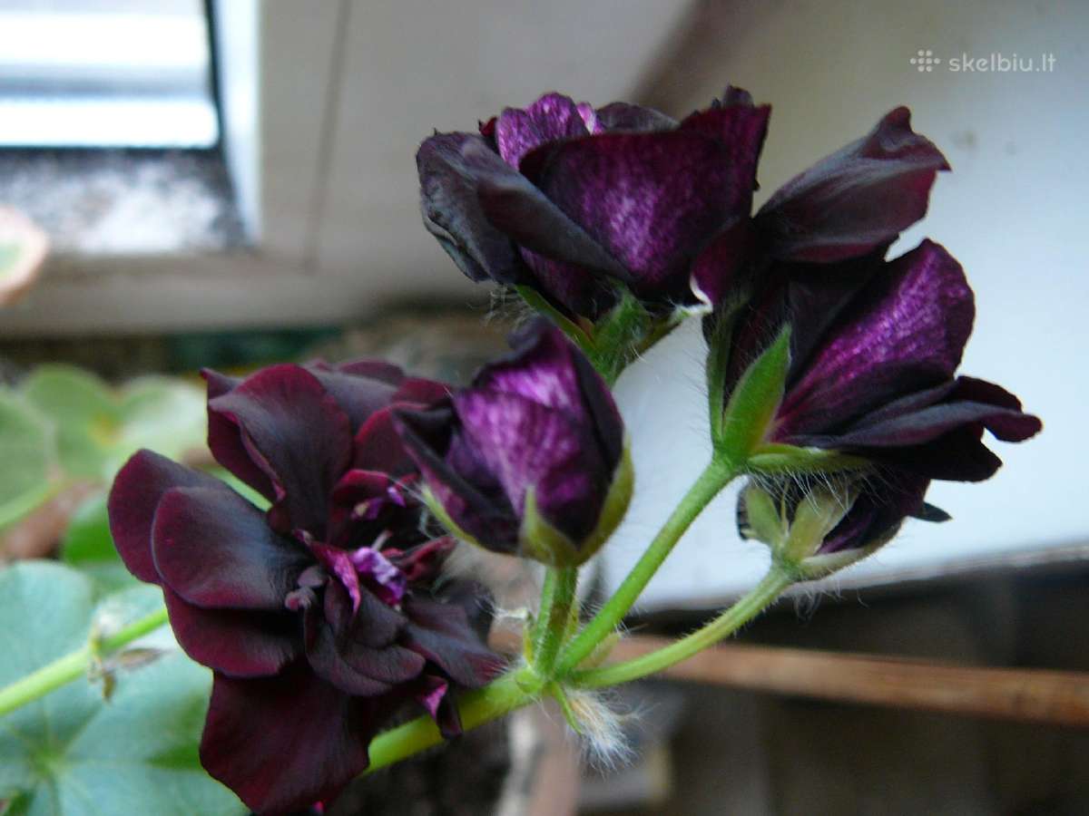 Royal black rose