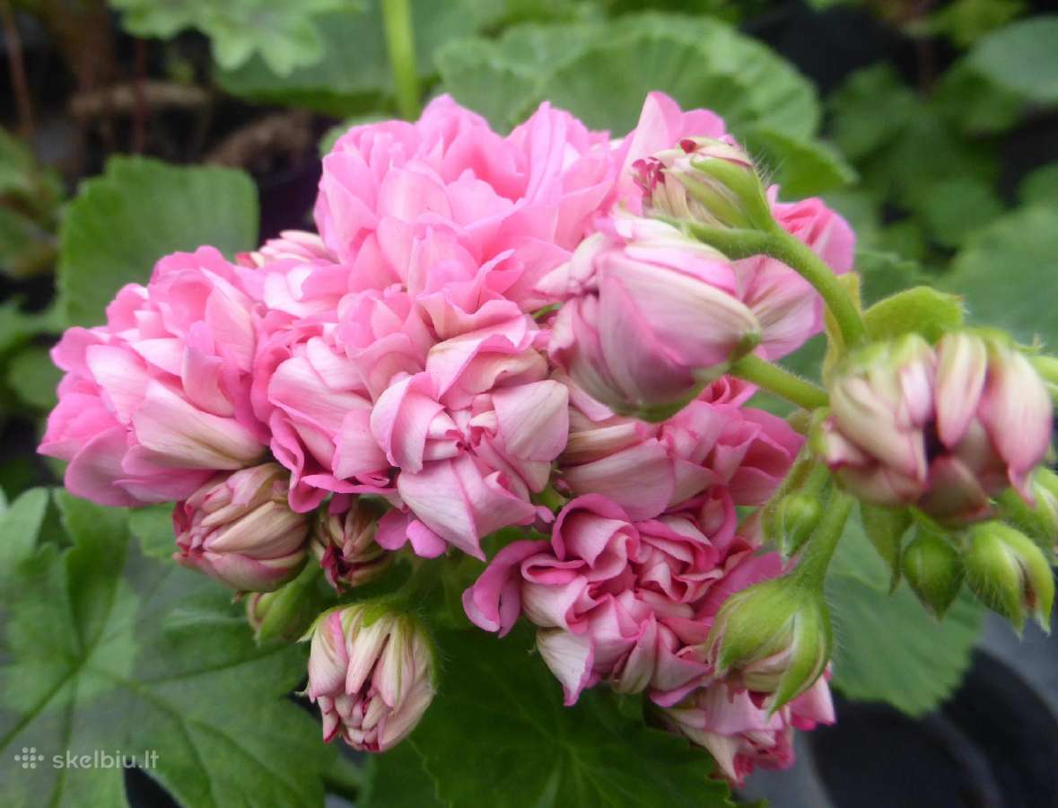 Pelargonijos - didelis pasirinkimas - nuotraukos Nr. 13