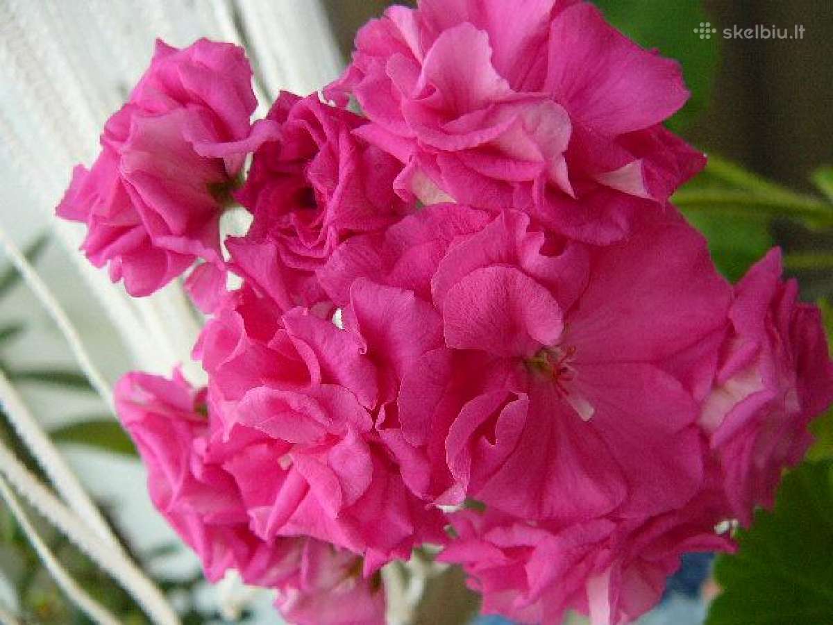 Pelargonijos - didelis pasirinkimas - nuotraukos Nr. 12