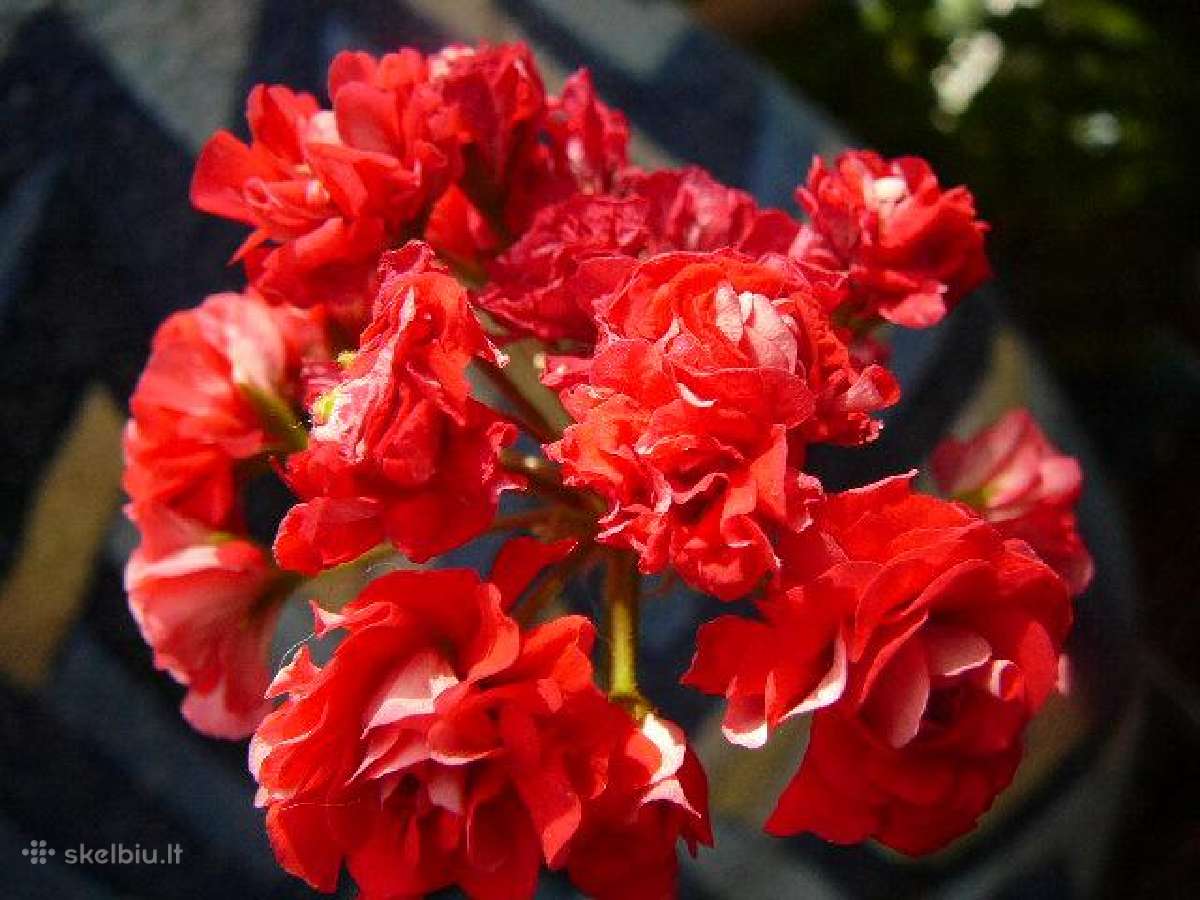 Pelargonijos - didelis pasirinkimas - nuotraukos Nr. 14