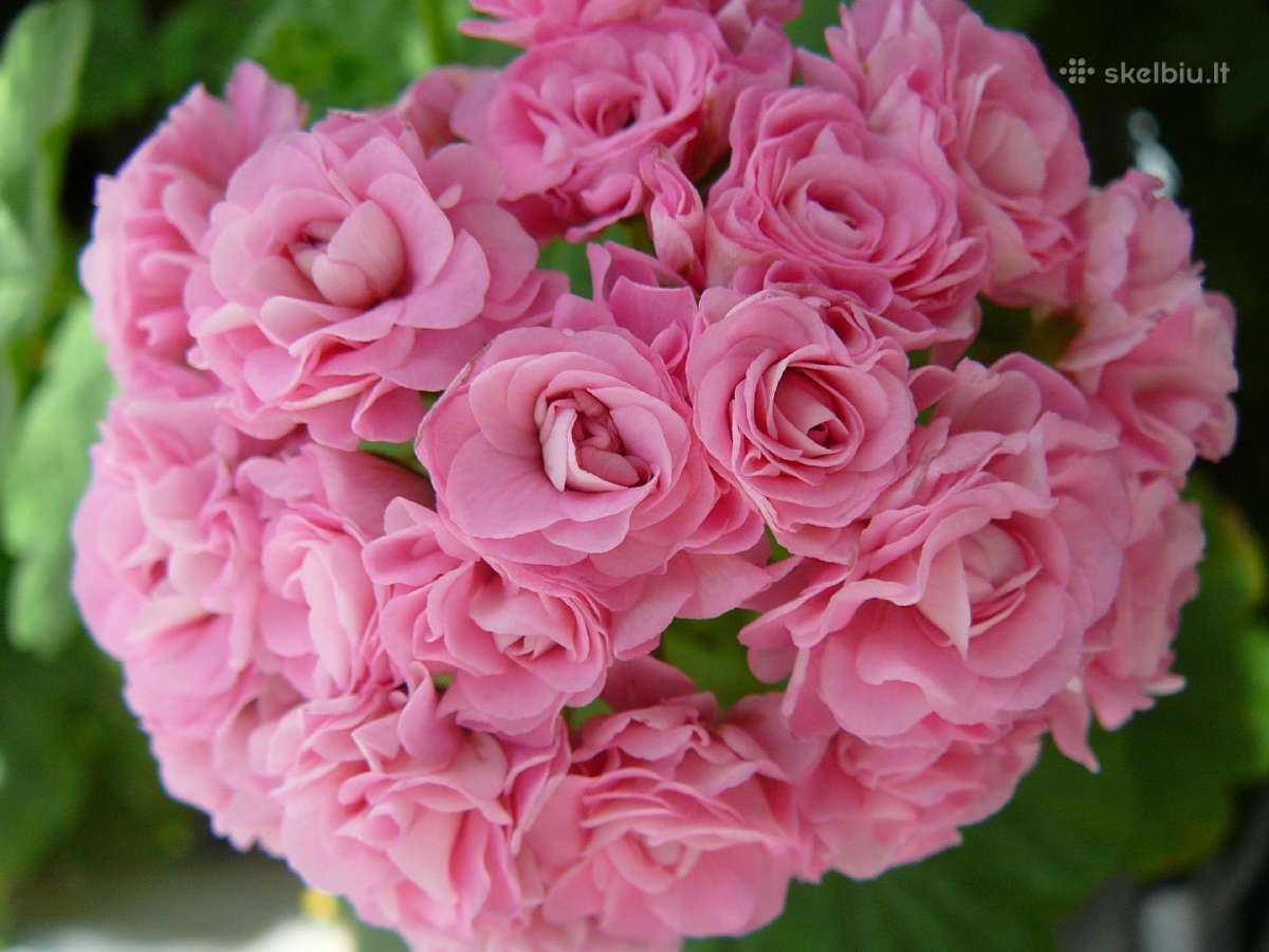 Pelargonijos - didelis pasirinkimas - nuotraukos Nr. 15