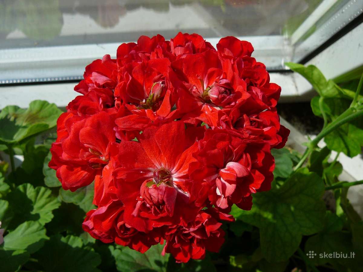 Pelargonijos - didelis pasirinkimas - nuotraukos Nr. 8