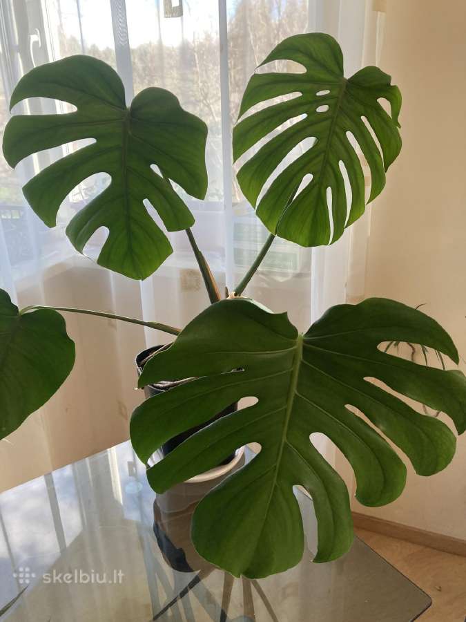 Monstera Deliciosa