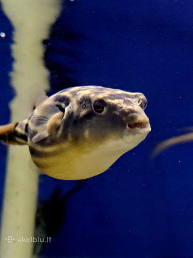 Tetraodon Fahaka (Fahaka pūsliažuvė) žuvis