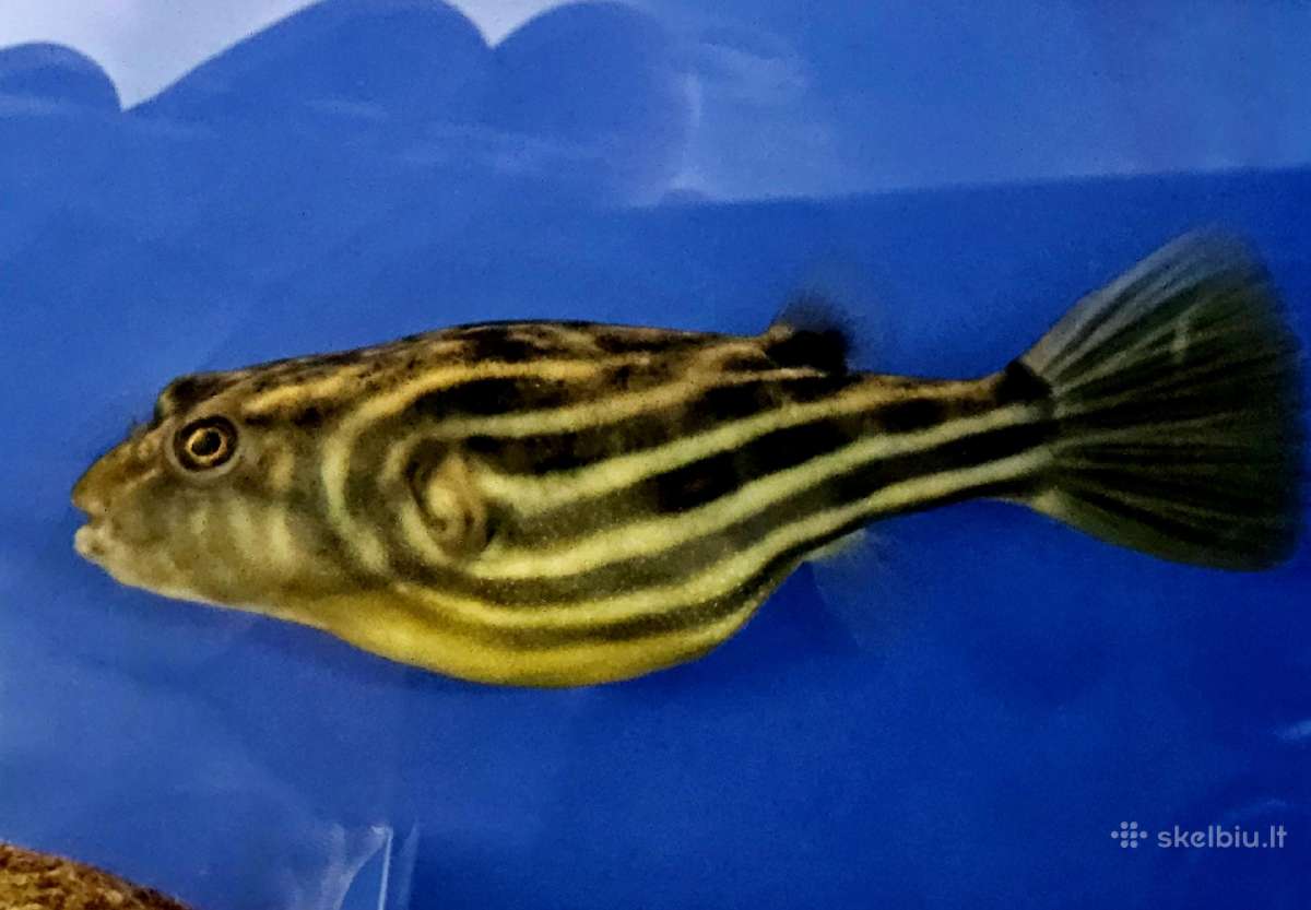Tetraodon Fahaka (Fahaka pūsliažuvė) žuvis - nuotraukos Nr. 3