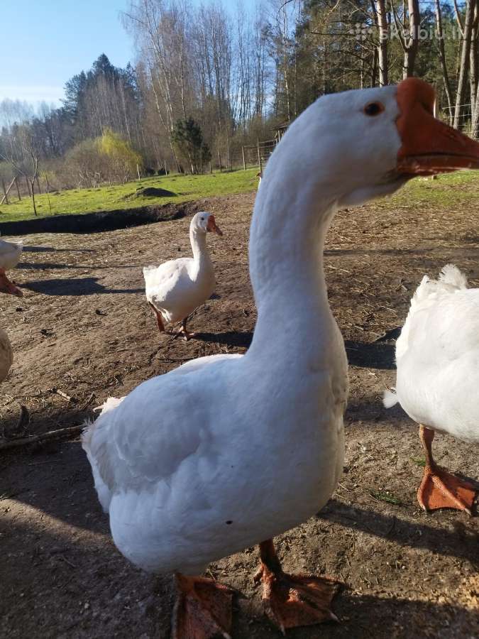 Viščiukai. Parduodu kiaušinius, viščiukus - nuotraukos Nr. 38