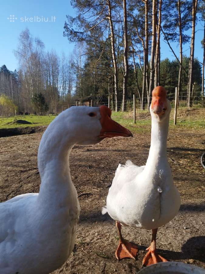 Viščiukai. Parduodu kiaušinius, viščiukus - nuotraukos Nr. 37
