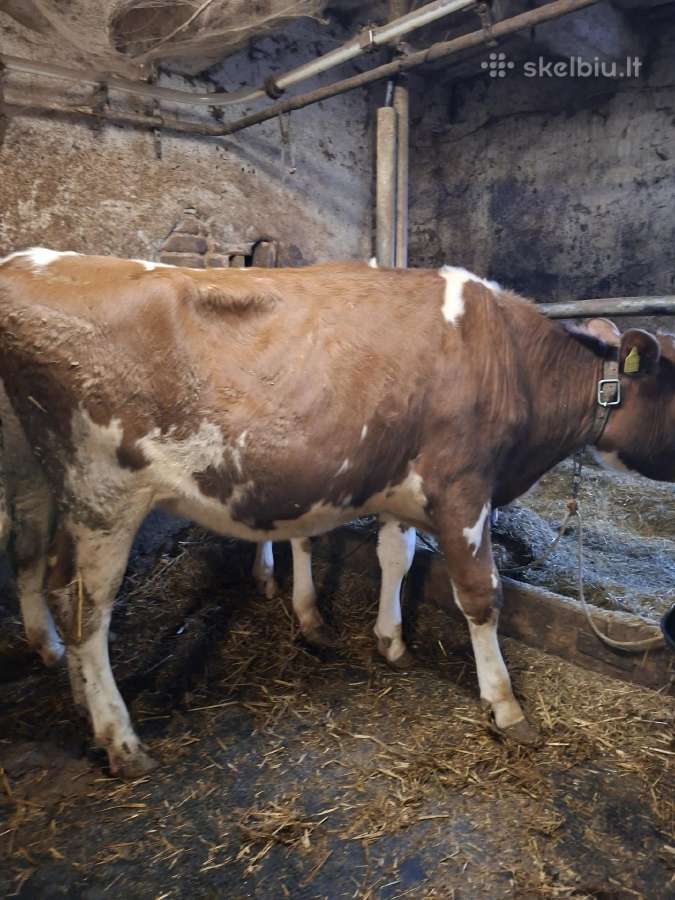 Telyčaitės pieninės holšteinės 6 vnt