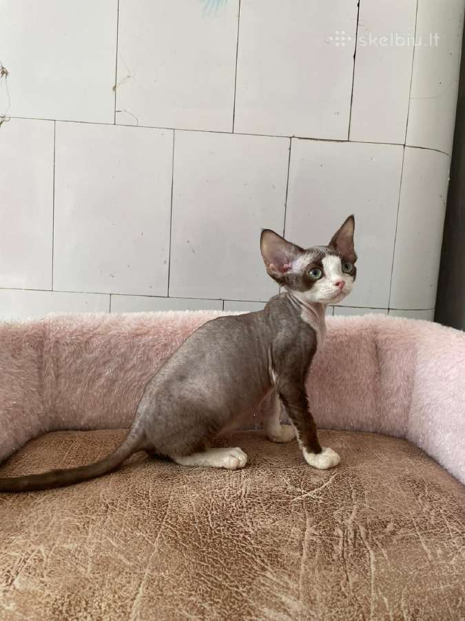 Devon Rex