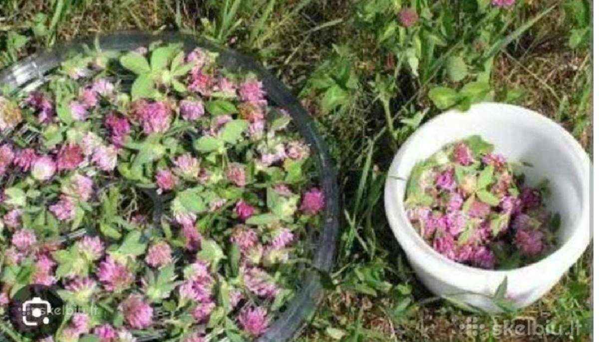 Parduodami raudonieji dobilai ir įvairūs mišiniai