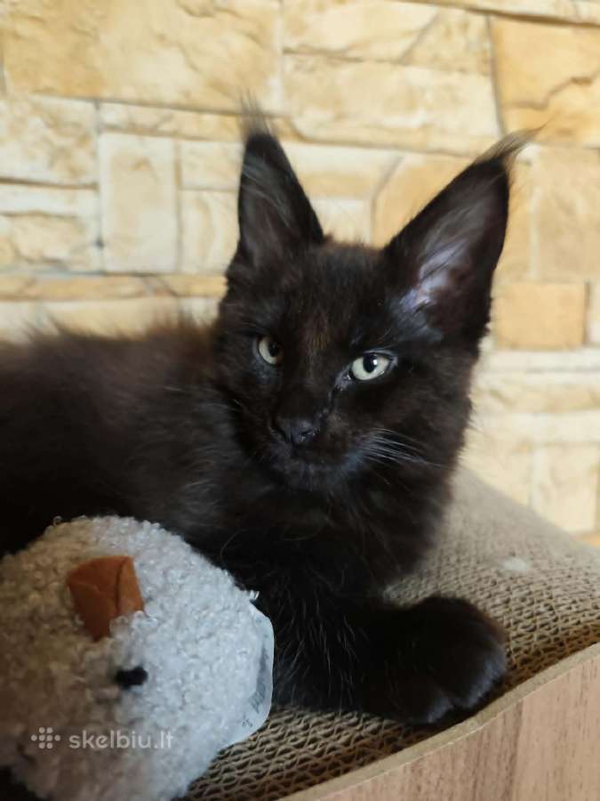 Katineliai