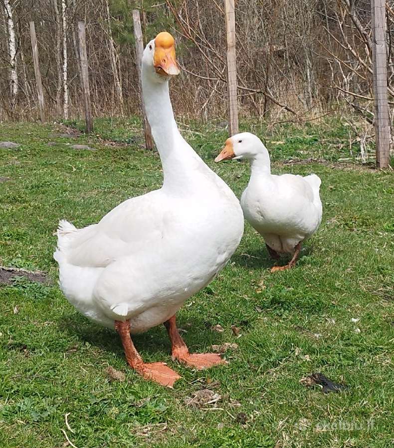 Viščiukai. Parduodu kiaušinius, viščiukus - nuotraukos Nr. 34