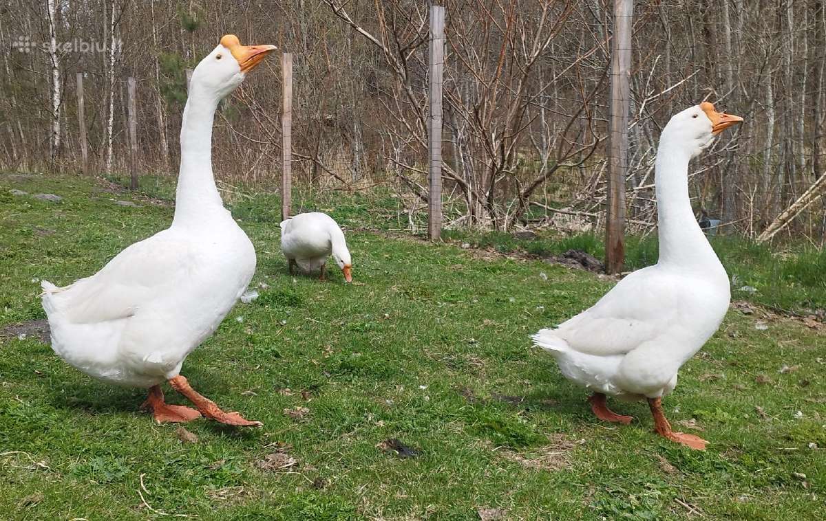 Viščiukai. Parduodu kiaušinius, viščiukus - nuotraukos Nr. 35