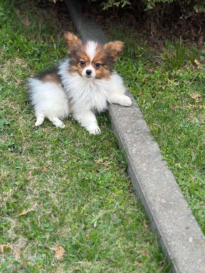 Papillon