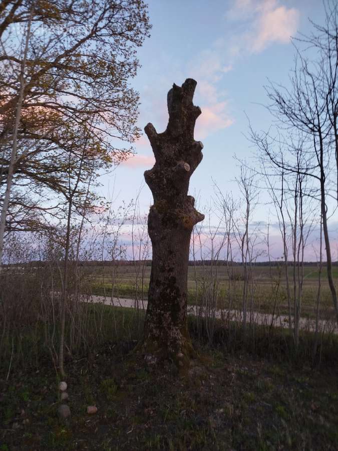 Uosis - nuotraukos Nr. 2