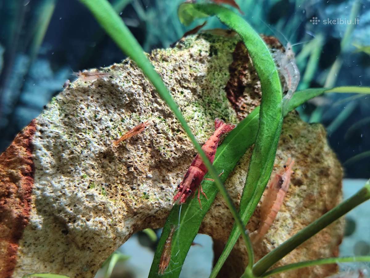 Parduodu krevetes Red Cherry - nuotraukos Nr. 2