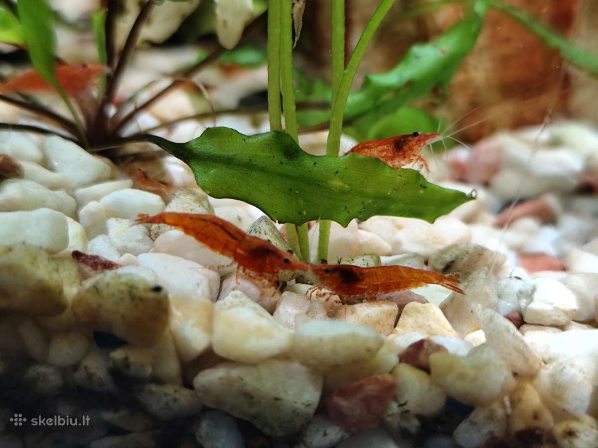 Parduodu krevetes Red Cherry - nuotraukos Nr. 3