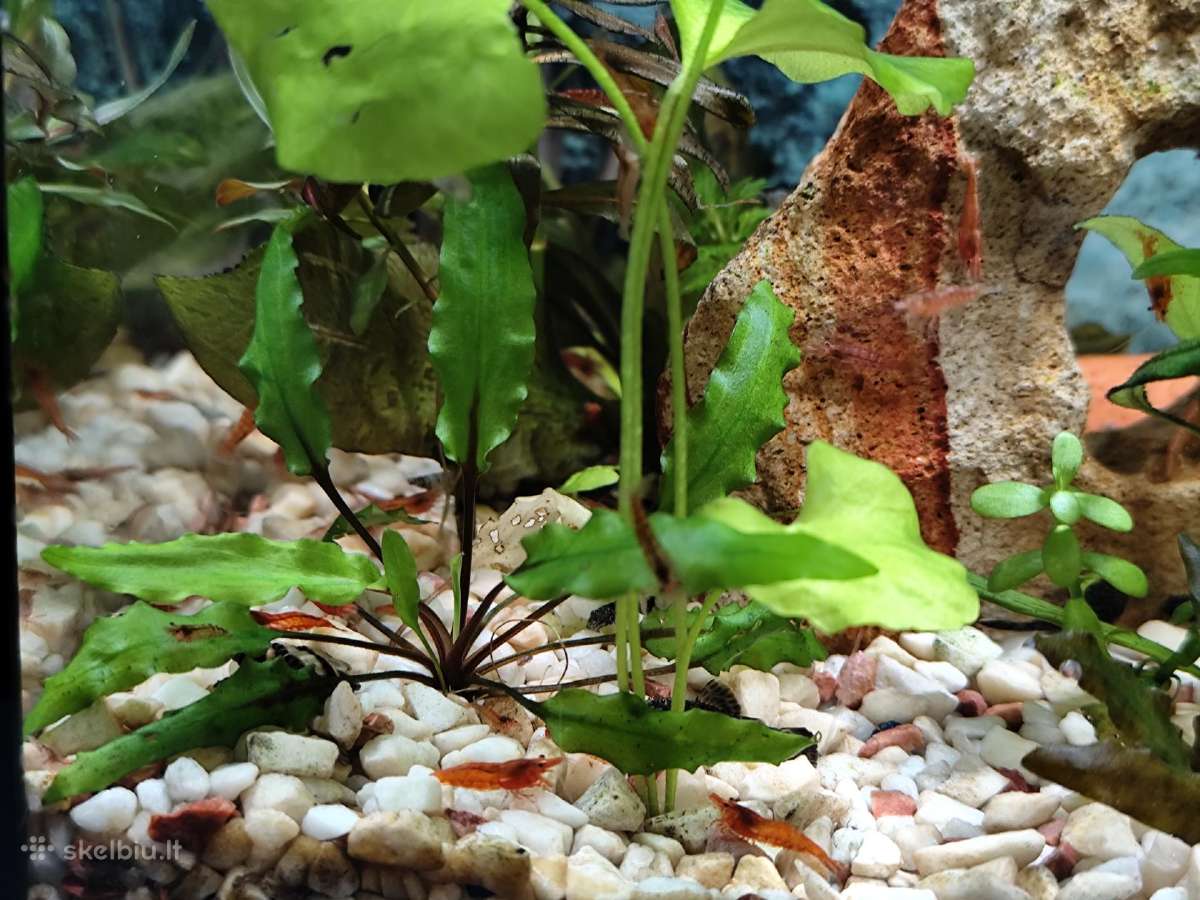 Parduodu krevetes Red Cherry - nuotraukos Nr. 4