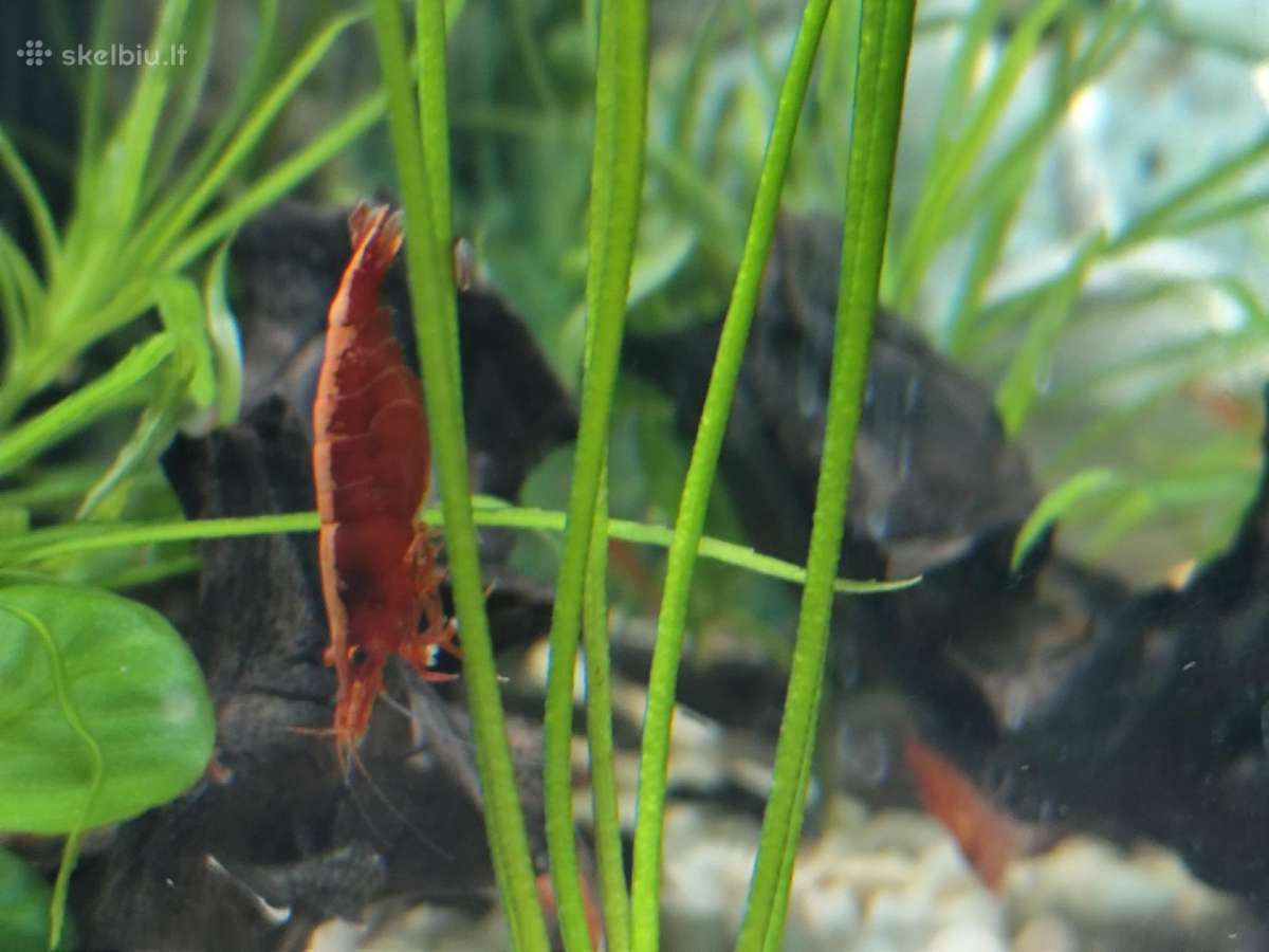 Parduodu krevetes Red Cherry - nuotraukos Nr. 5