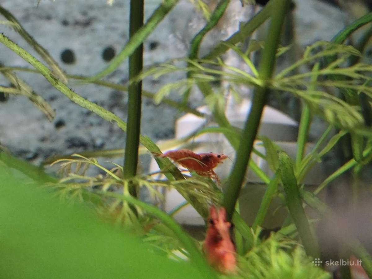 Parduodu krevetes Red Cherry - nuotraukos Nr. 6