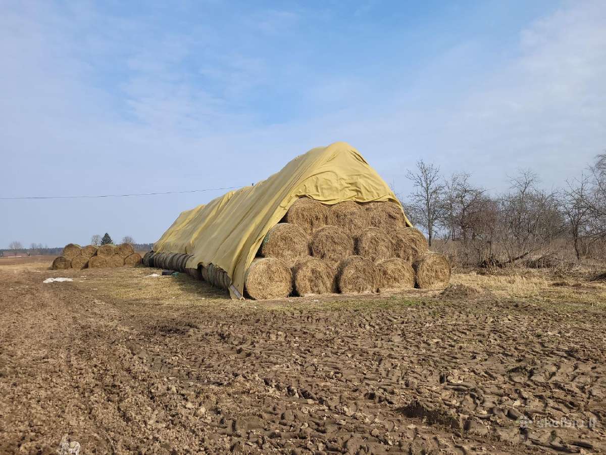 Šieną ,сено